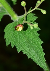 Scrophularia tanacetifolia