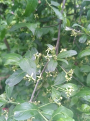 Euonymus europaeus