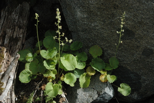 Image of Spiked Saxifrage (Micranthes spicata) by (c) Syd Cannings, some rights reserved (CC BY)