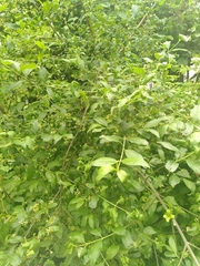 Euonymus europaeus