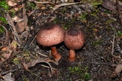 Lepiota haemorrhagica
