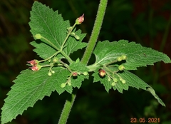 Scrophularia tanacetifolia