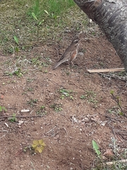Turdus iliacus coburni