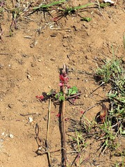 Indigofera sanguinea