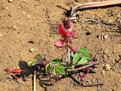 Indigofera sanguinea