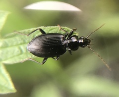 Limodromus