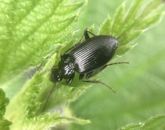 Limodromus