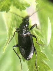 Limodromus