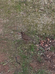 Turdus iliacus coburni