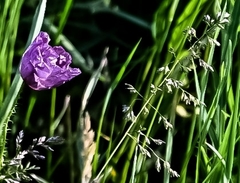 Papaver somniferum