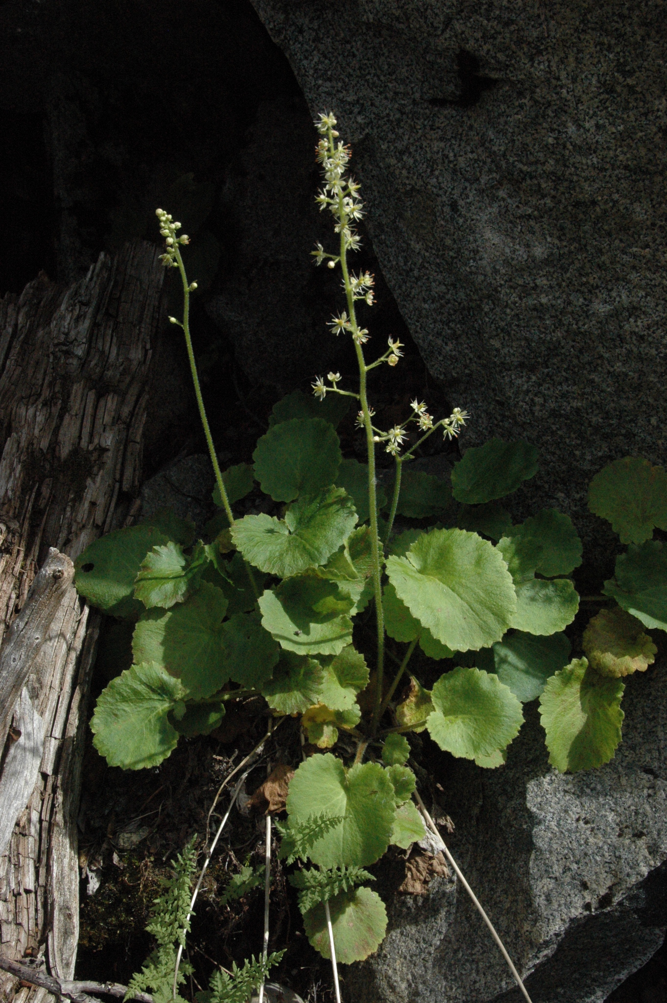 Micranthes spicata