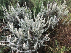 Sclerolaena birchii