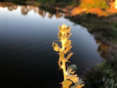 Sclerolaena birchii