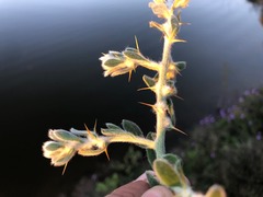 Sclerolaena birchii