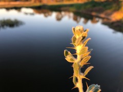 Sclerolaena birchii