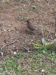 Turdus iliacus coburni