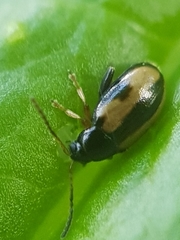 Phyllotreta ochripes