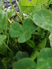 Trifolium fragiferum