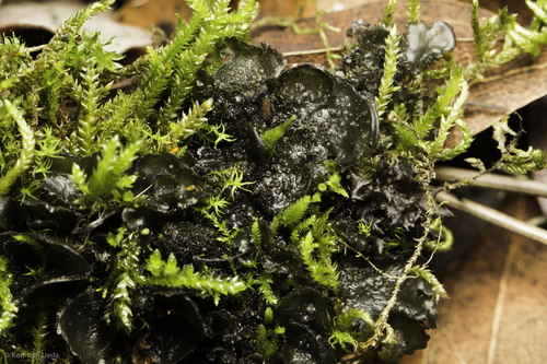 iNaturalist observation photo of Tree Jelly Lichens