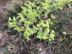 Acanthospermum hispidum