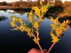 Acanthospermum hispidum
