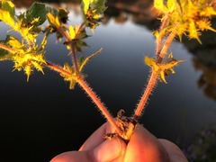 Acanthospermum hispidum