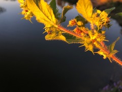 Acanthospermum hispidum