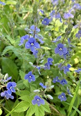 Veronica chamaedrys