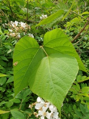 Pueraria montana lobata