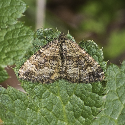 iNaturalist observation photo of Orange-winged Carpet