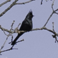 iNaturalist observation photo of Phainopepla