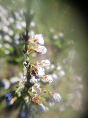 Ericeae