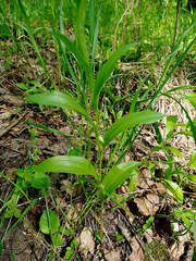 Polygonatum