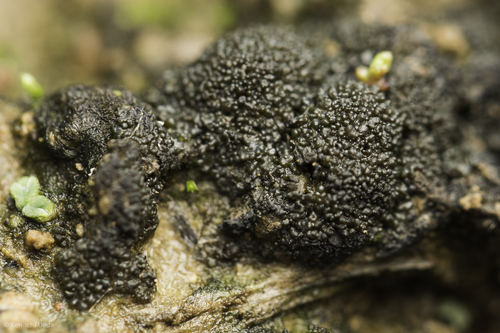 iNaturalist observation photo of cyanobacteria