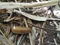 Arthropoda