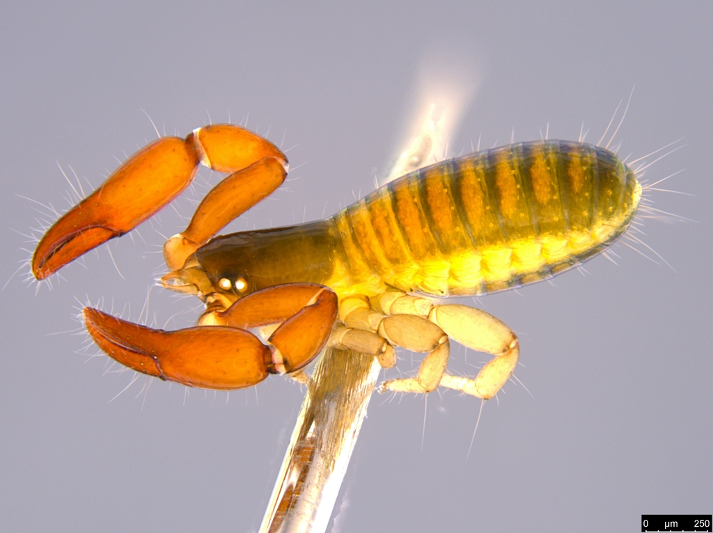 Protogarypinus