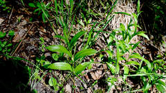 Polygonatum