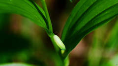 Polygonatum