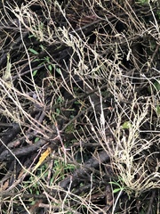 Muehlenbeckia complexa