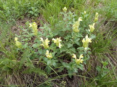 Scutellaria caucasica