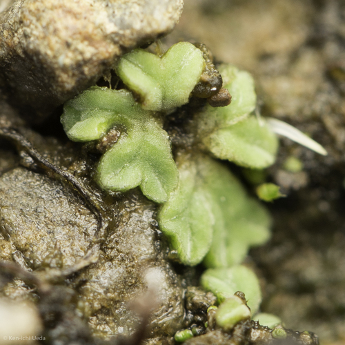 iNaturalist observation photo of Crystalworts