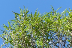 Nestegis montana