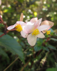 Begonia obtecticaulis