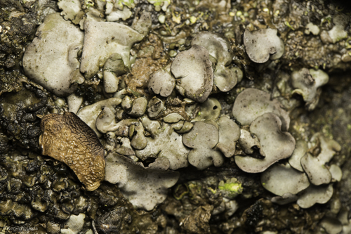 iNaturalist observation photo of Silverskin Lichens
