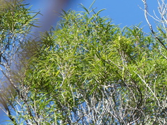 Nestegis montana