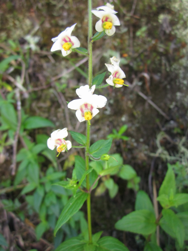 Alonsoa caulialata