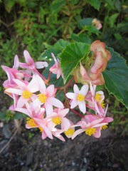 Begonia obtecticaulis