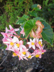 Begonia obtecticaulis