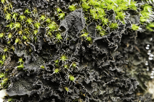 iNaturalist observation photo of Whiskered Jelly Lichen