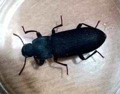 Tenebrio obscurus